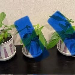 Philodendron-Florida Ghost