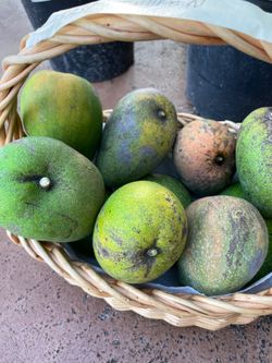 East Indian mangoes 🥭