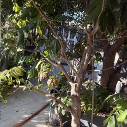 Longan Tree- Thick Trunk