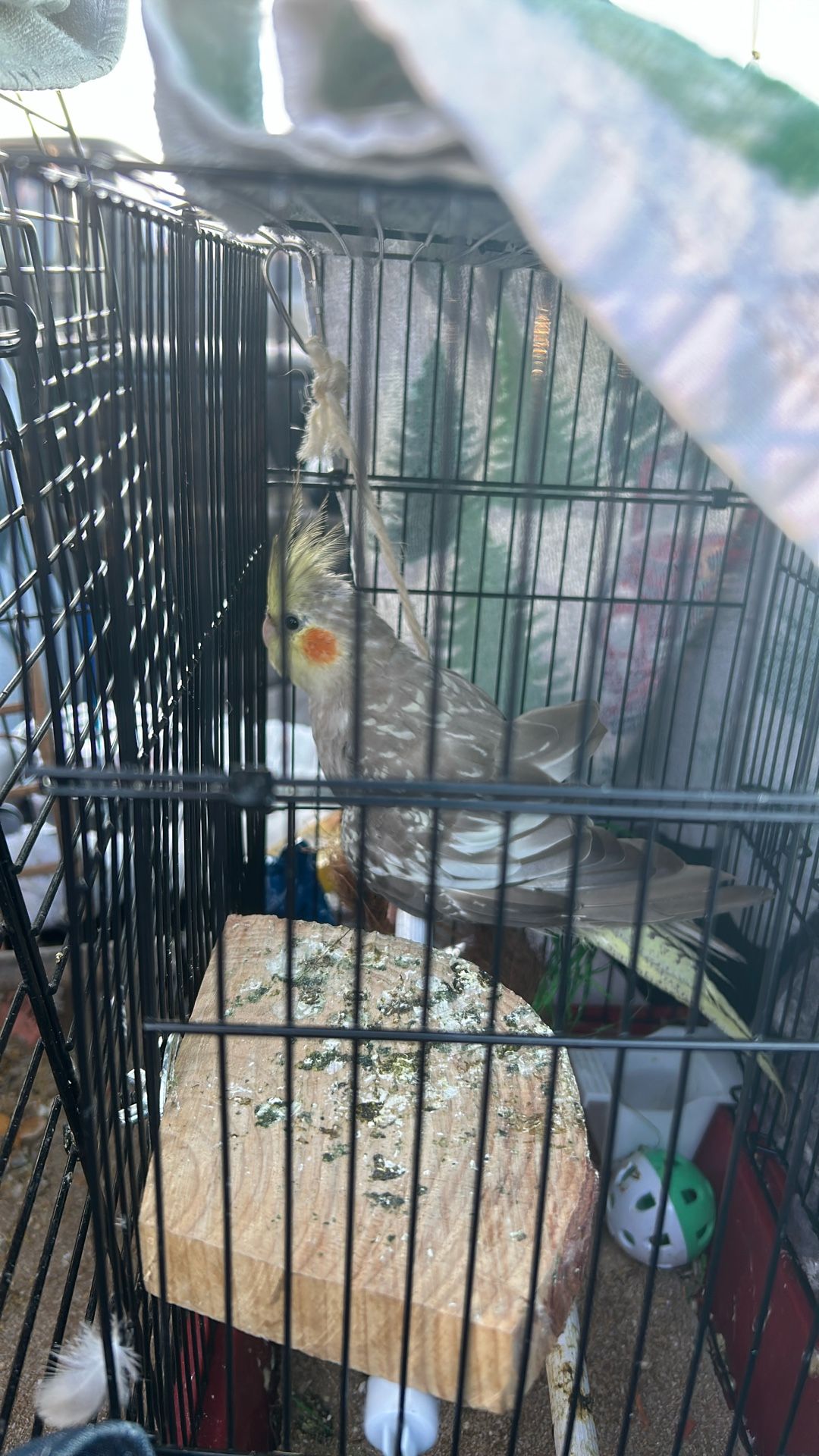 Rehoming Female Cockatiel