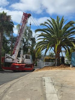 Canarie island date palms