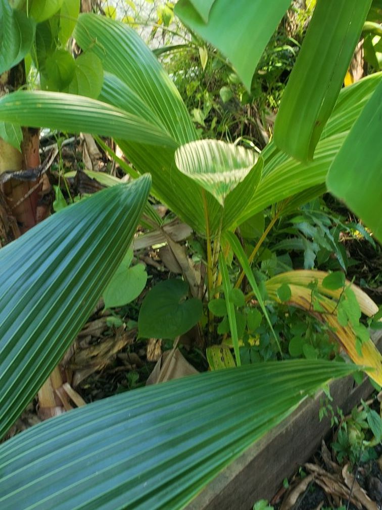 coconut tree