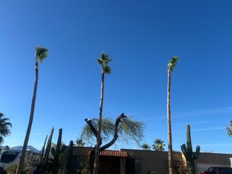 Palm tree