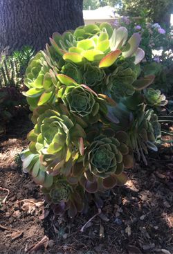 Very big and beautiful succulent plants
