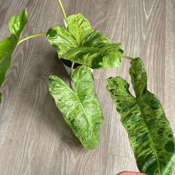 Philodendron Paraiso Verde 