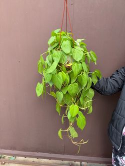 6” xl neon philodendron