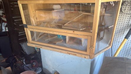 Huge Guinea. Pig or rodent dwelling
