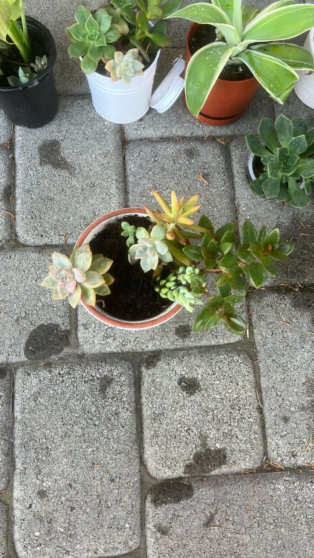 $6 Smedium Plant Pot