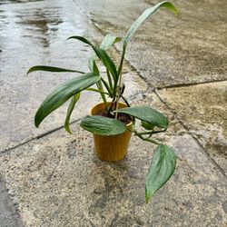 COLLECTORS PLANT 🪴 RARE Full Amplyssum Epipremnum Indoor House Plant 