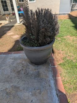 Free Pots and Plants