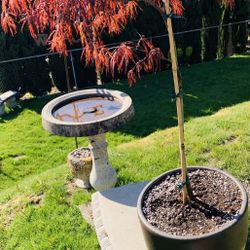 Live outdoor Japanese Maple Crimson Queen Laceleaf tree plant in a ceramic planter flower pot—firm price