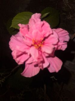 Beautiful hibiscus for sale