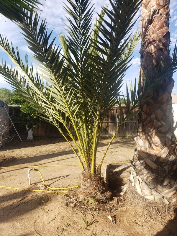 Fruit date palm trees . Date palms for Sale in Perris, CA OfferUp