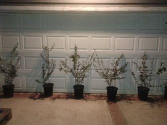 Arbaquina Olive 🫒 Trees