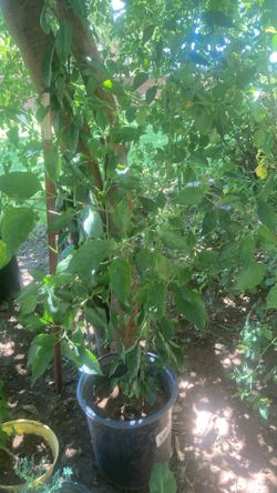 Chiltepin plant