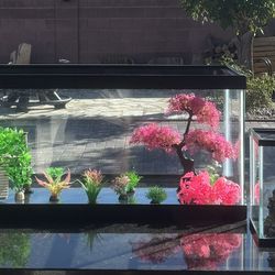 Tank For Turtles And Fishes