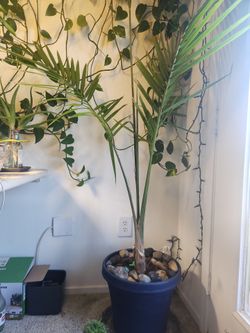 Majestic palm