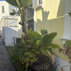 Large Bird Of Paradise/ Succulents 