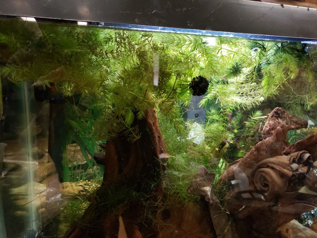 Fish Tank Live Plant
