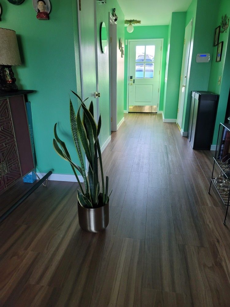 Snake Plant In Gold Pot In Chino Hills