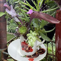 Pretty Succulent 