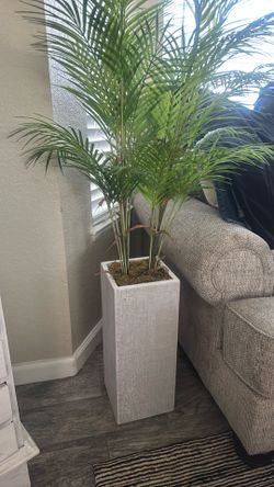 Plant