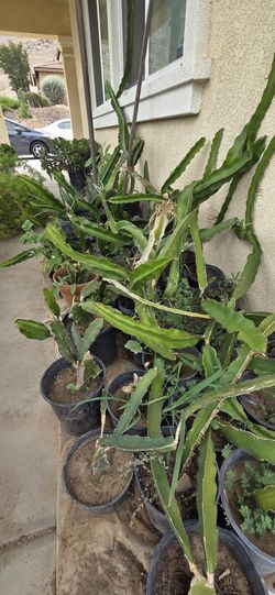 Dragon Fruite Plants