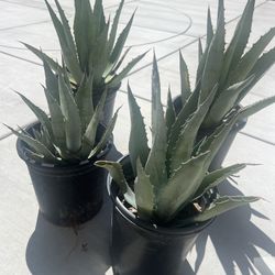 Agave Plants