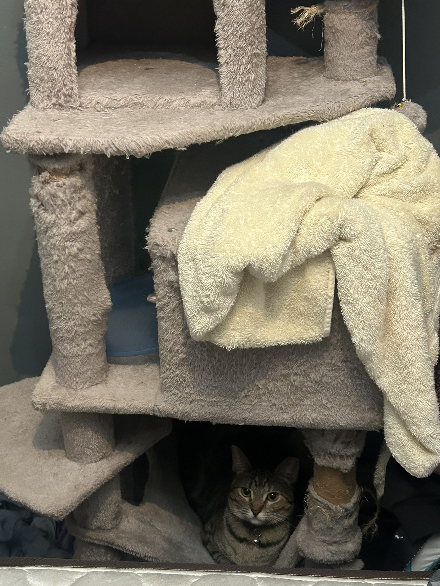 Cat Tree