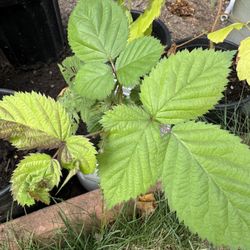 Blackberries – Thornless, Healthy Plants 🌱