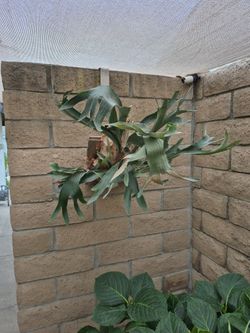 Staghorn Fern