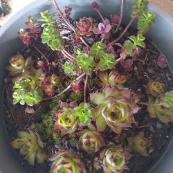 Three Types Of Succulents In Large Pot