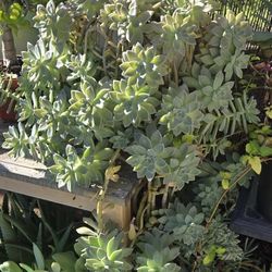 Beautiful Blue Succulent 