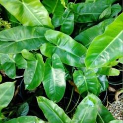 Philodendron Berle Marx 3 Gallon Landscape Plant Houseplant