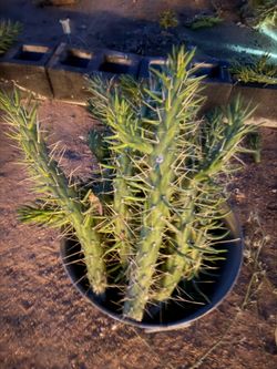Pile of cactus, Eves needle, cactus, cuttings, plants