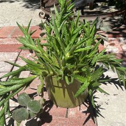 Tiger Tooth & Fang Succulents 