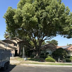 Tree Trimming, Tree Removed 