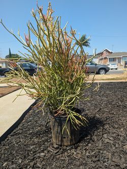 Fire Sticks Succulents 