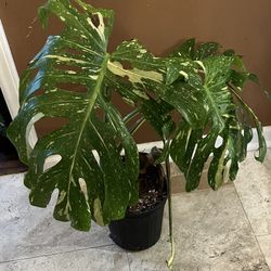 Variegated Monstera Thai Constellation Plant