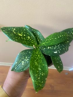 Dracaena Godseffiana Florida beauty plant