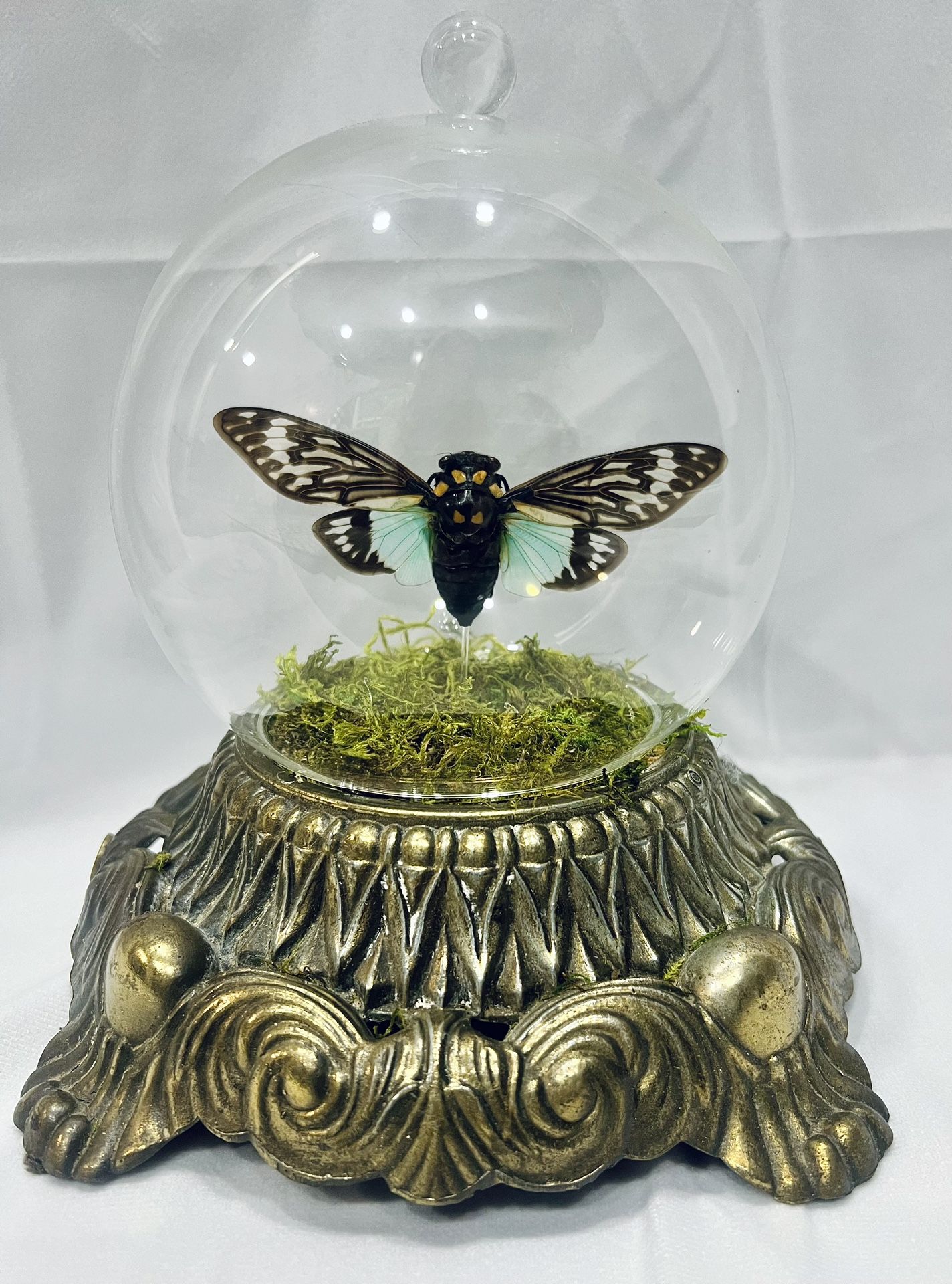 Preserved Blue Winged Cicada in Glass Dome with Antique Brass Lamp Base and Moss