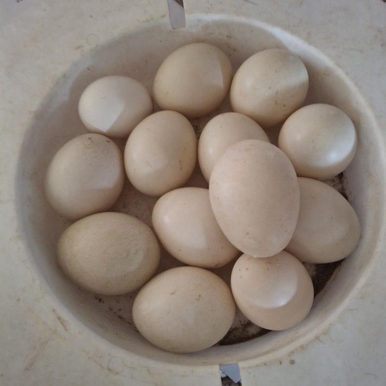 Duck Eggs