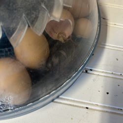 Chicks.