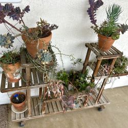 Potted Succulents and Stand