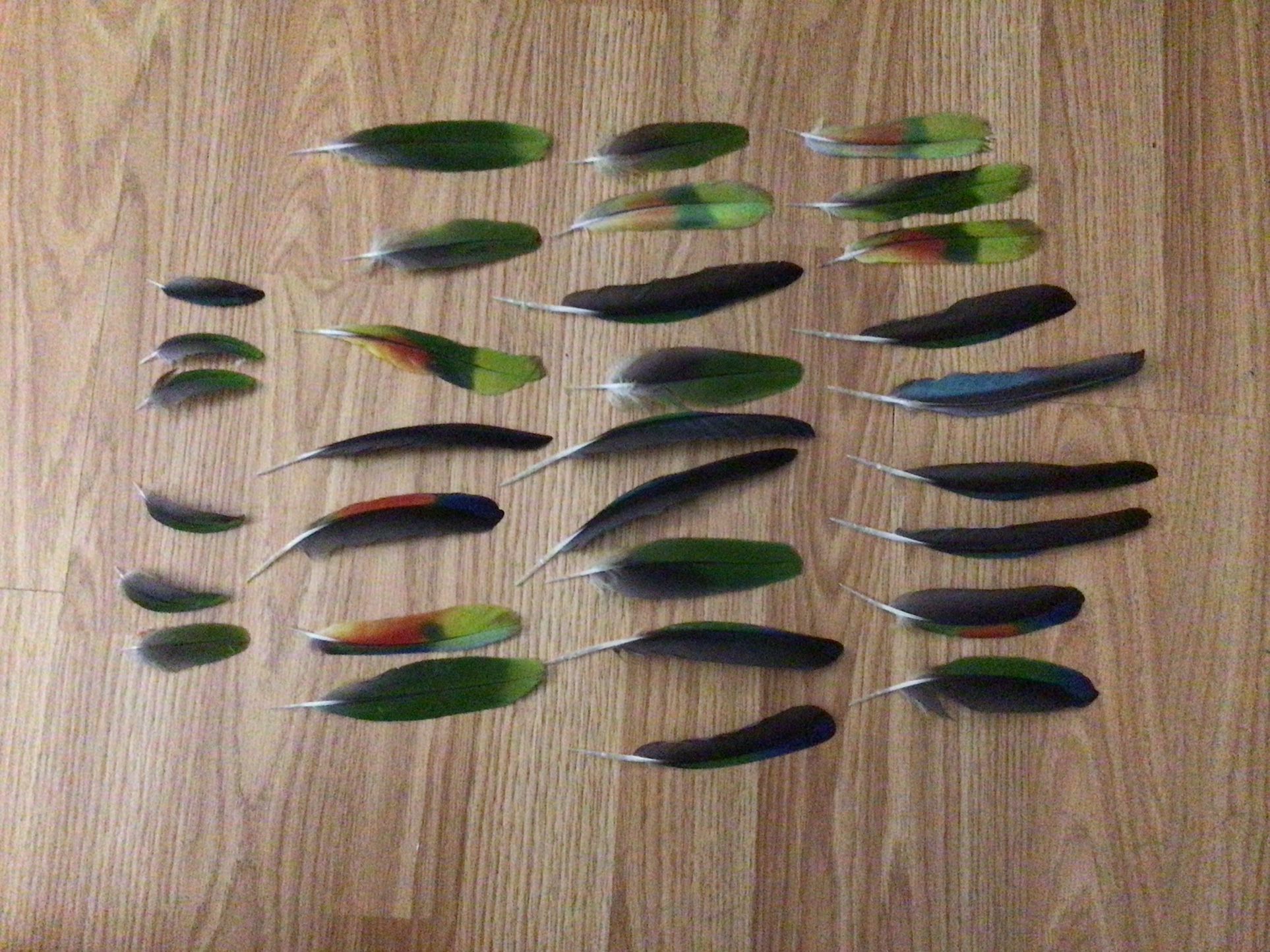 FEATHERS - Parrot Feathers , I  Have 50 Parrot Feathers .
