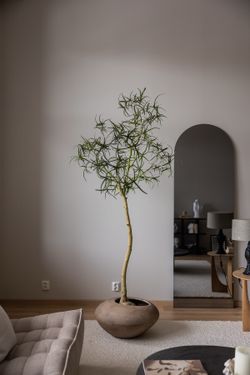 6.5ft Faux Queensland Bottle Tree