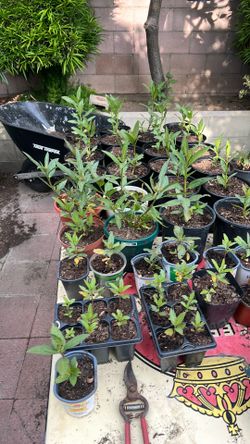 Milkweed plants for monarch butterflies