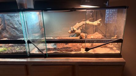 Lizard Terrarium