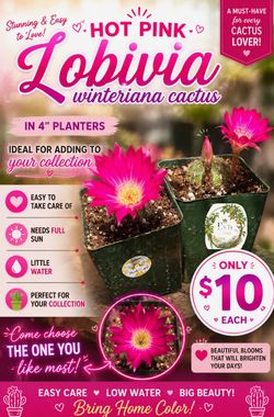 Hot pink Lobivia winteriana cactus 🌵🩷