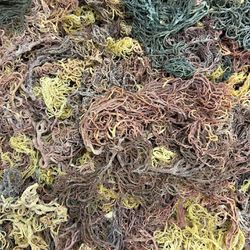 Sea Moss- Full Spectrum- Raw- St. Lucia 1lb
